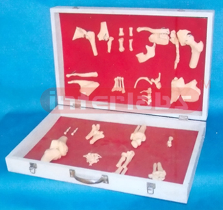 HUMAN JOINTS COLLECTION (12 PCS / SET)